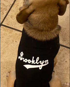 Image of Pet’s Clothes